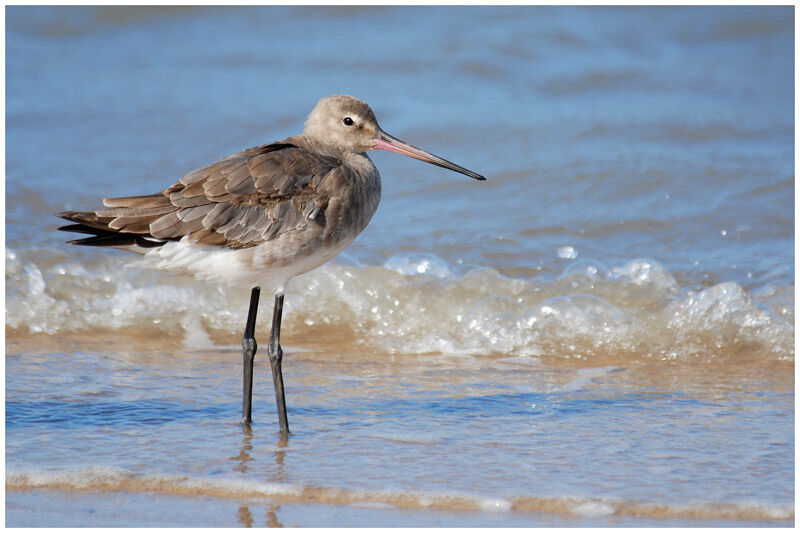 Black-tailed Godwitadult post breeding