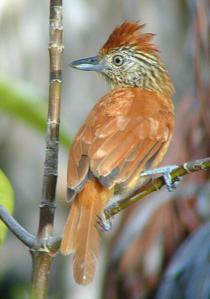 Barred Antshrike