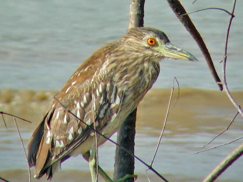 Yellow-crowned Night Heron