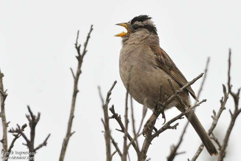 White-crowned Sparrowadult, song