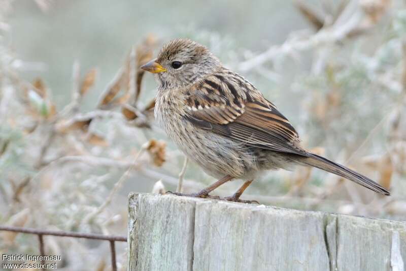 White-crowned Sparrowjuvenile, identification