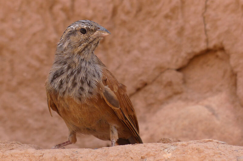 Bruant du Sahara