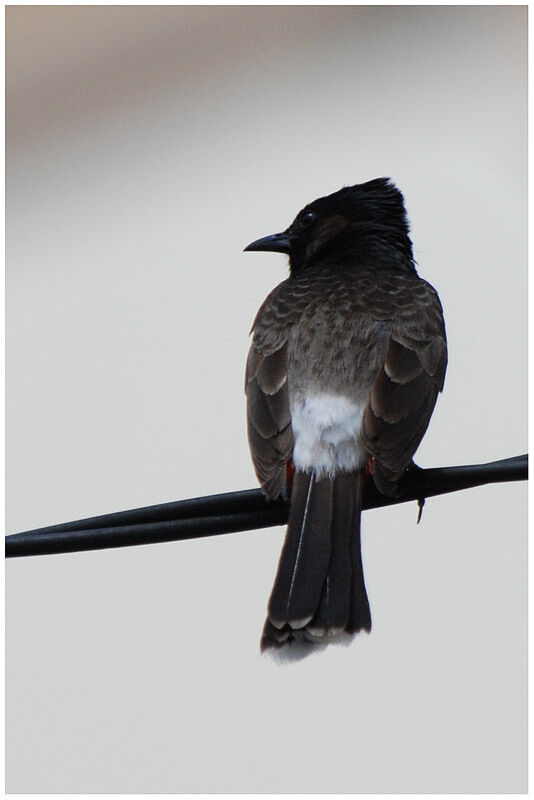 Bulbul à ventre rougeadulte