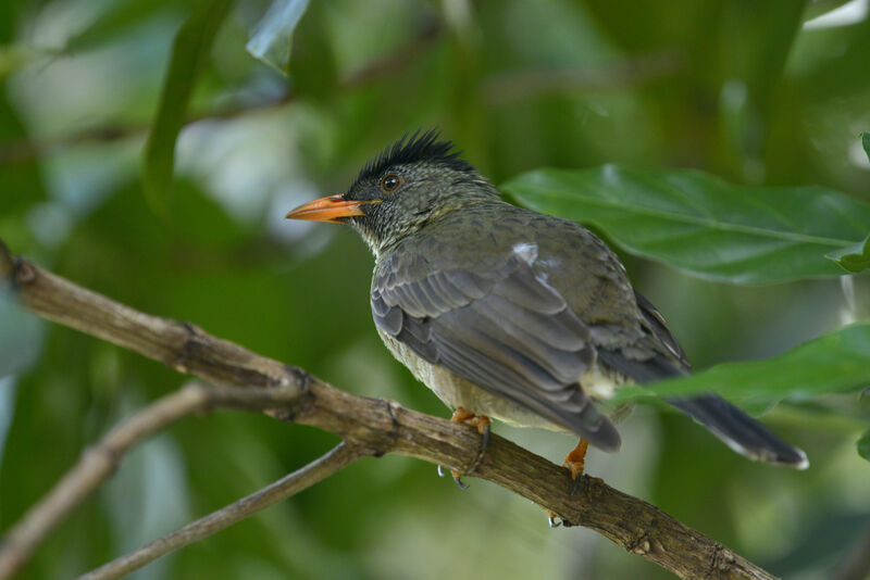 Seychelles Bulbulsubadult