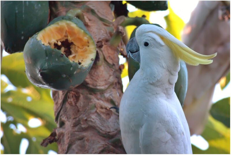 Sulphur-crested Cockatooadult