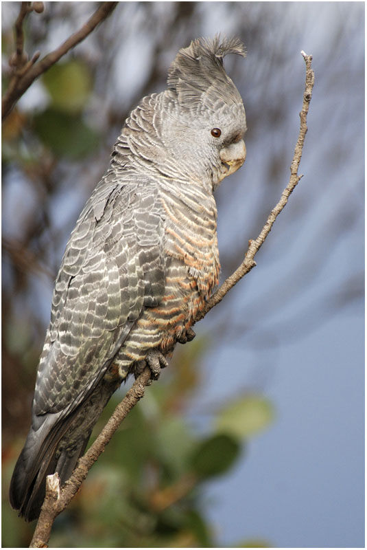 Gang-gang Cockatoo female adult