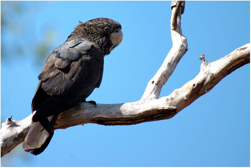 Red-tailed Black Cockatoo female adult