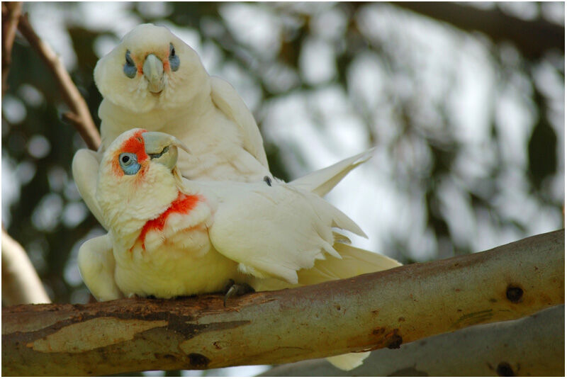 Long-billed Corella female adult breeding