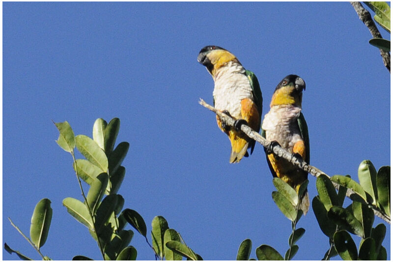 Black-headed Parrotadult