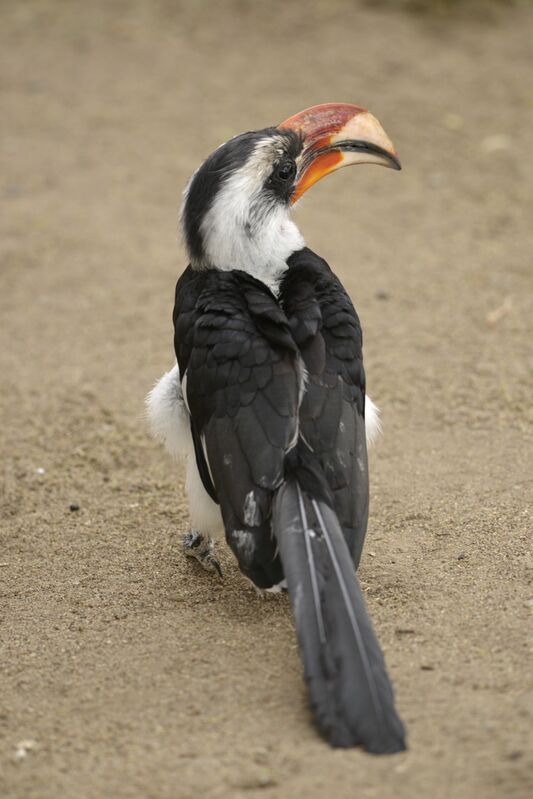 Von der Decken's Hornbill male adult