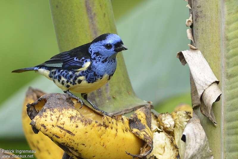 Turquoise Tanager male adult, identification, feeding habits