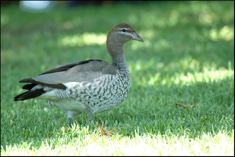 Maned Duck female