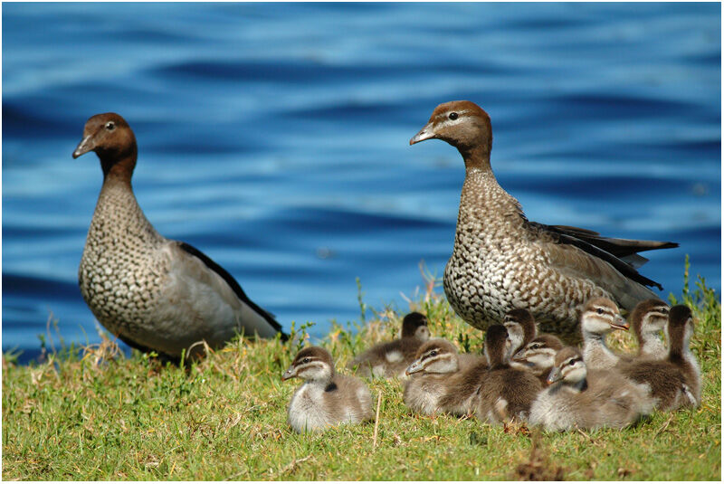 Canard à crinière 