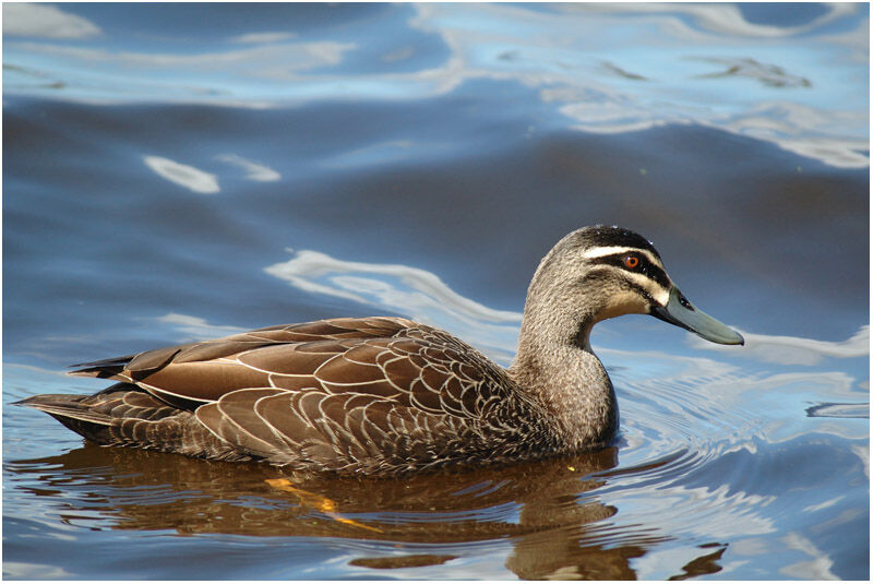 Canard à sourcils mâle adulte