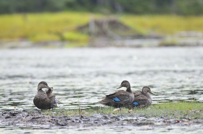 Canard noir