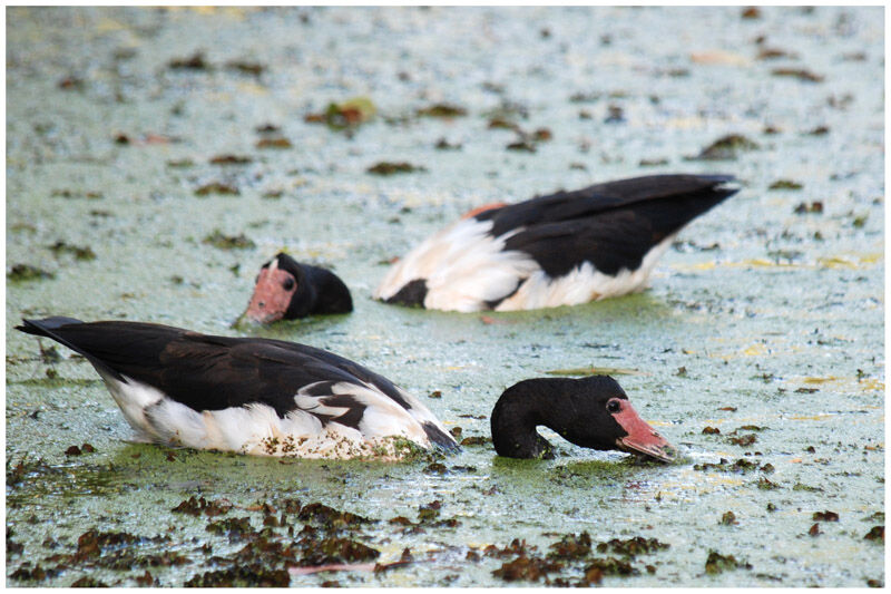 Magpie Gooseadult