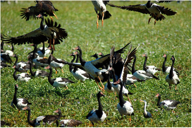 Magpie Gooseadult