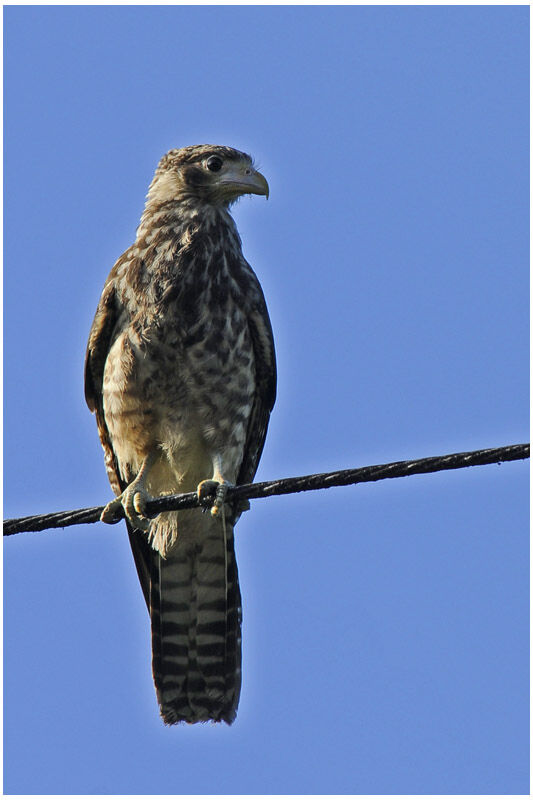 Yellow-headed Caracaraimmature