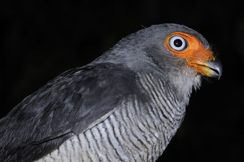 Lined Forest Falconadult