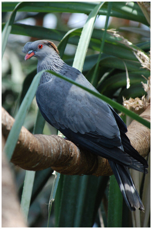 Topknot Pigeonadult