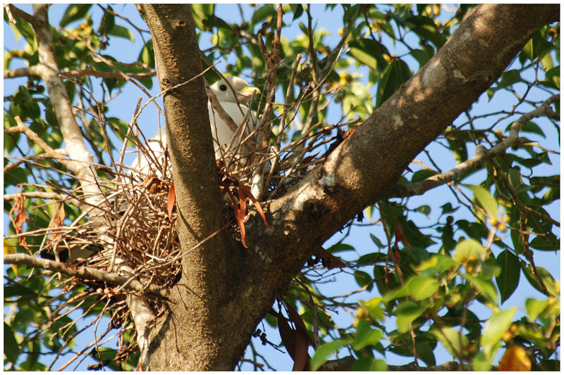 Pied Imperial Pigeonadult breeding