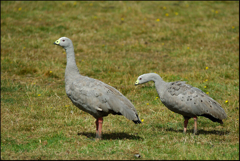 Cape Barren Goose