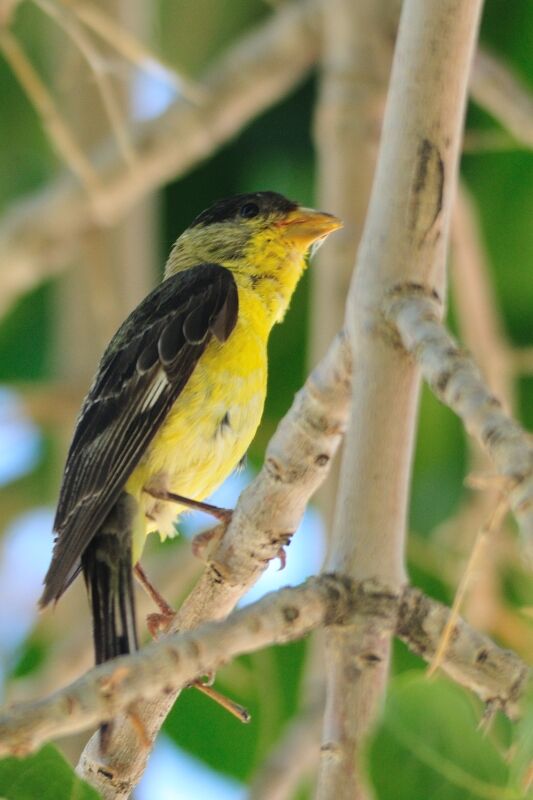 Lesser Goldfinch male adult, identification