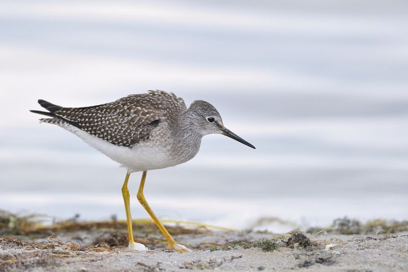 Lesser Yellowlegs