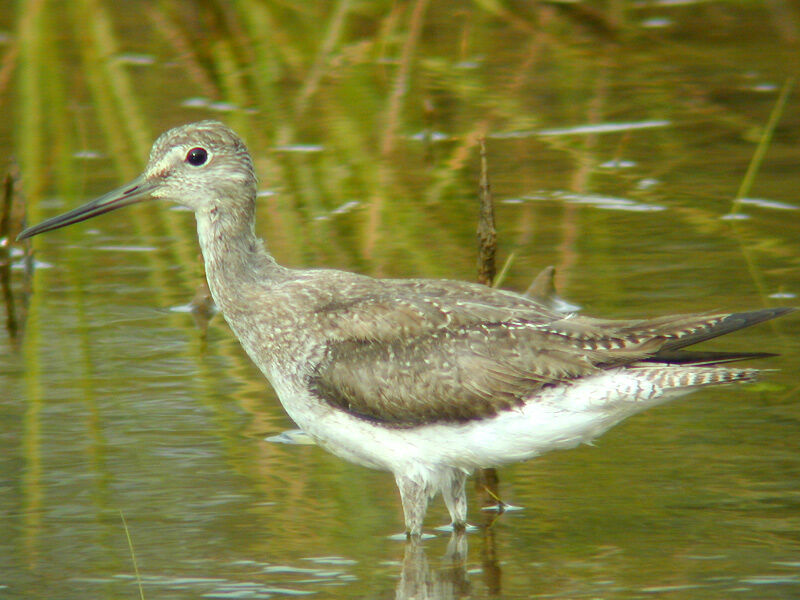 Greater Yellowlegs