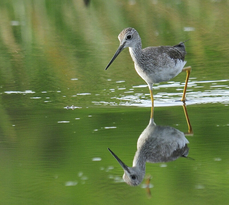 Greater Yellowlegsadult, identification