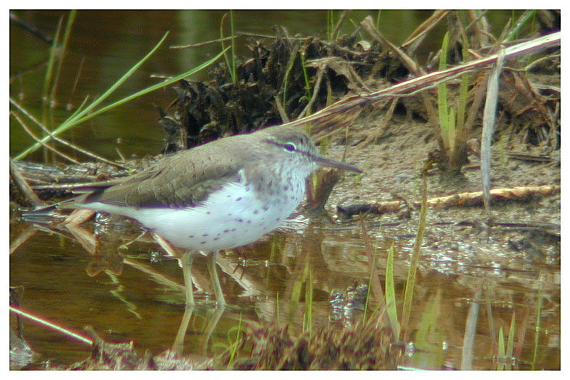 Spotted Sandpiperadult post breeding