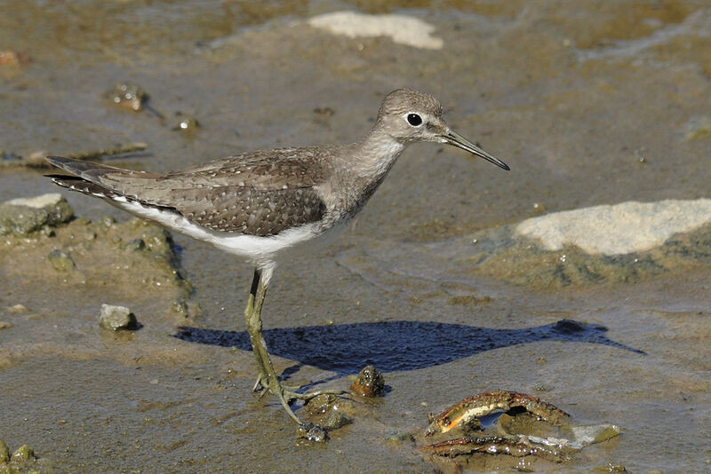 Solitary Sandpiperadult