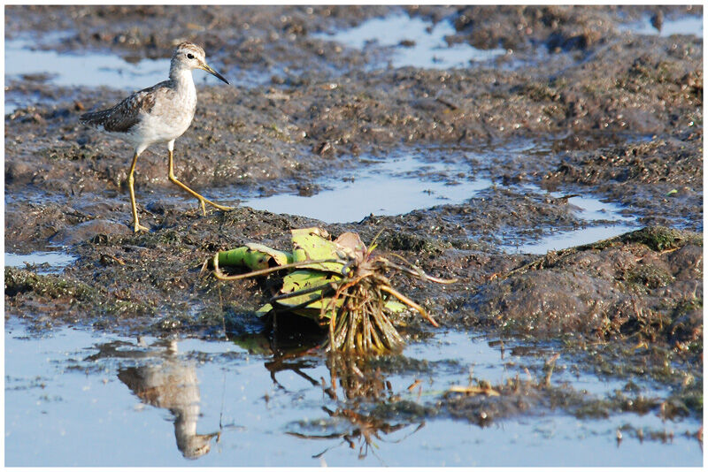 Wood Sandpiperadult