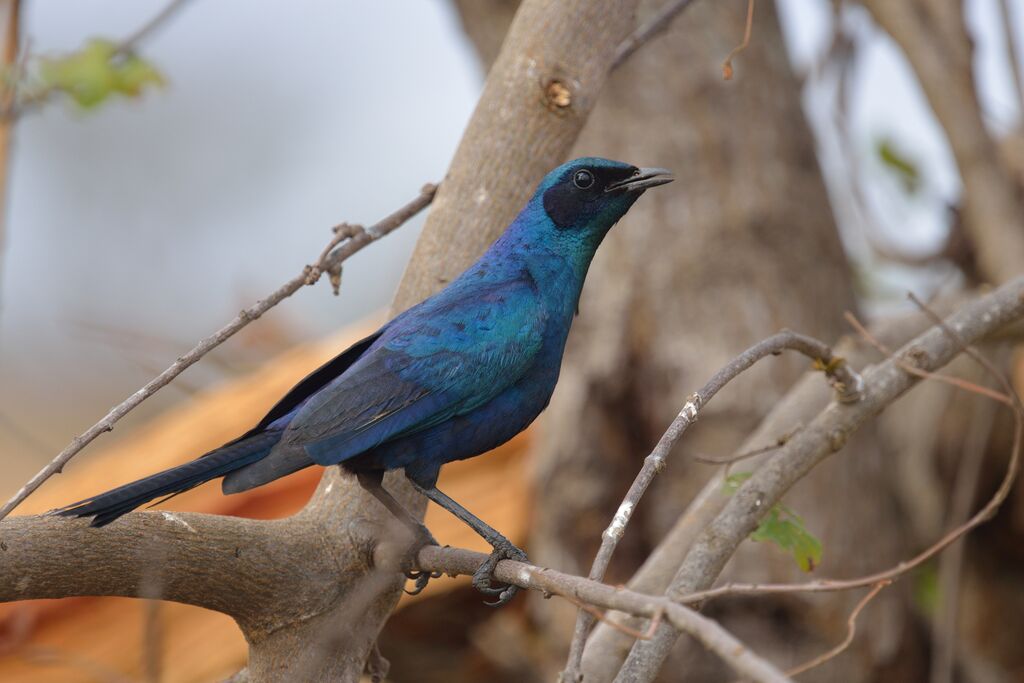 Burchell's Starlingadult