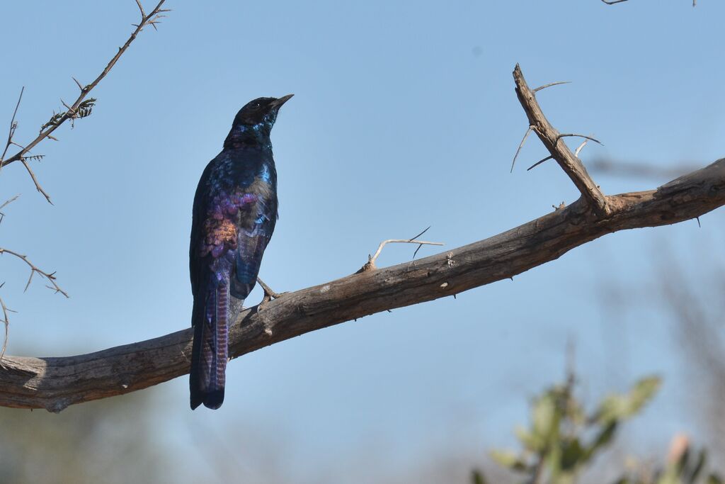 Burchell's Starlingadult