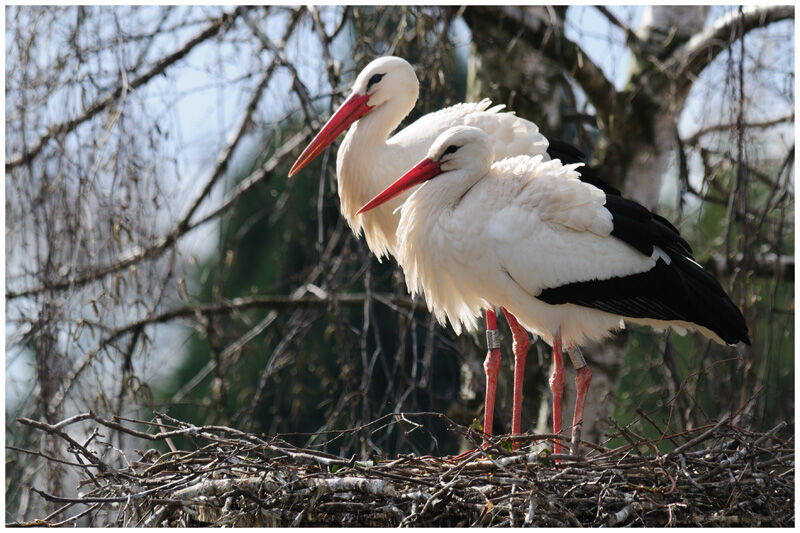 White Stork adult breeding