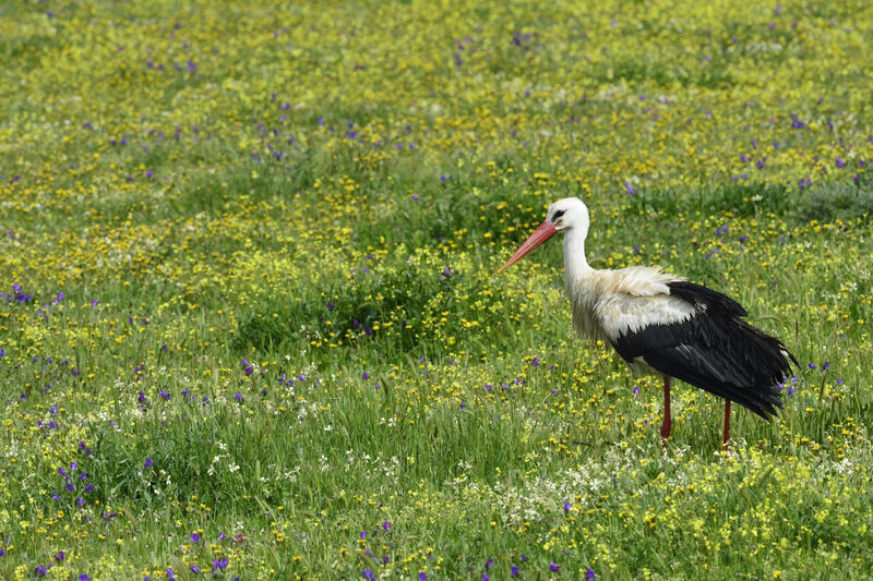 Cigogne blancheadulte, marche