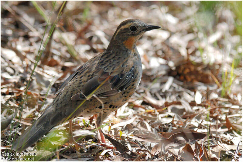 Spotted Quail-thrush female adult