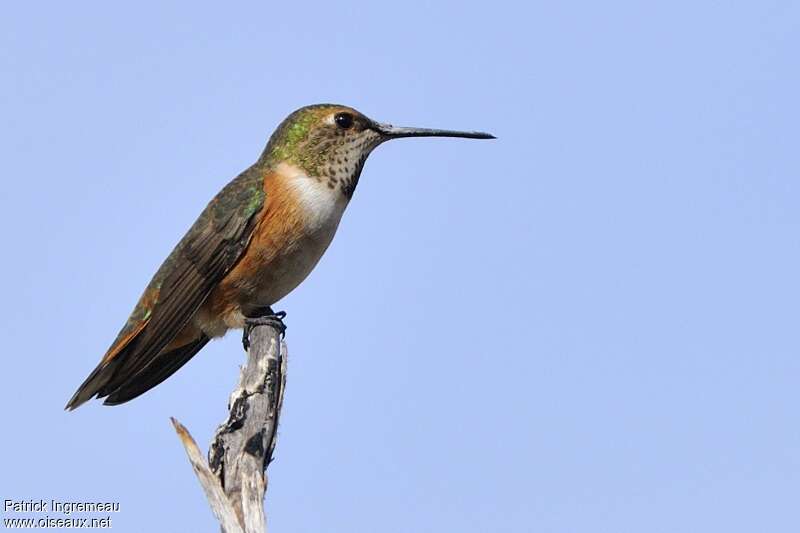 Rufous Hummingbird female adult, identification