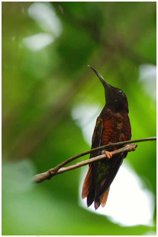 Crimson Topaz male