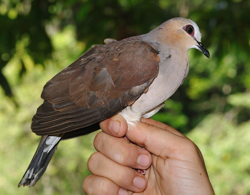 Grey-fronted Doveadult