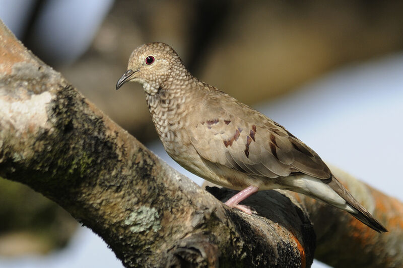 Common Ground Doveadult