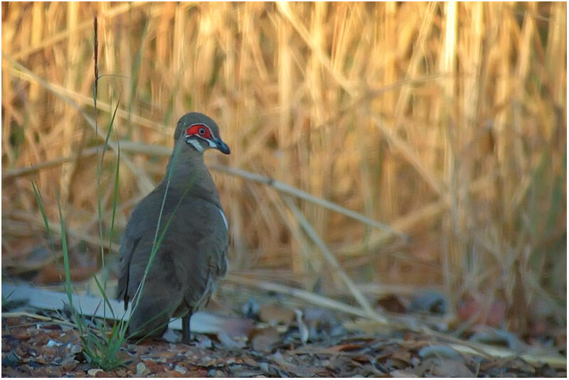 Partridge Pigeonadult