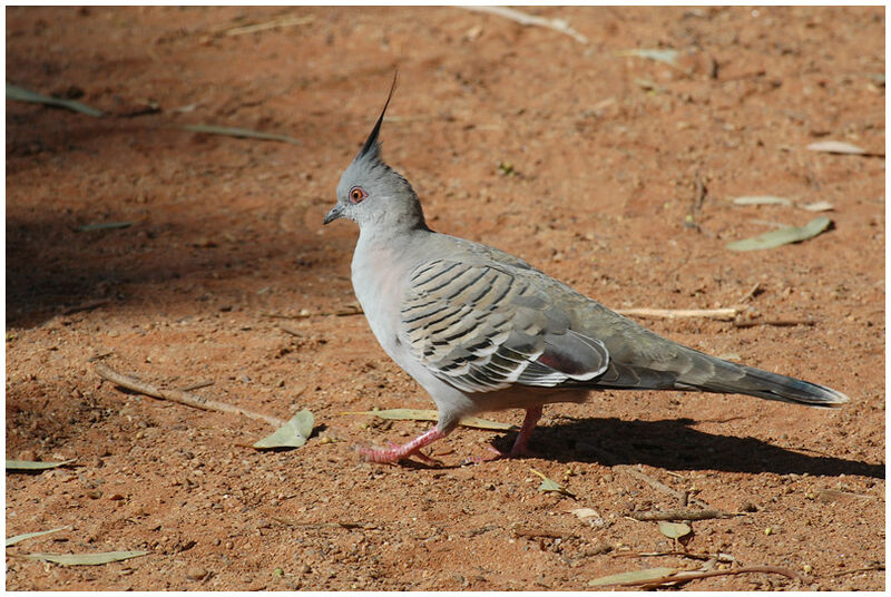 Crested Pigeon