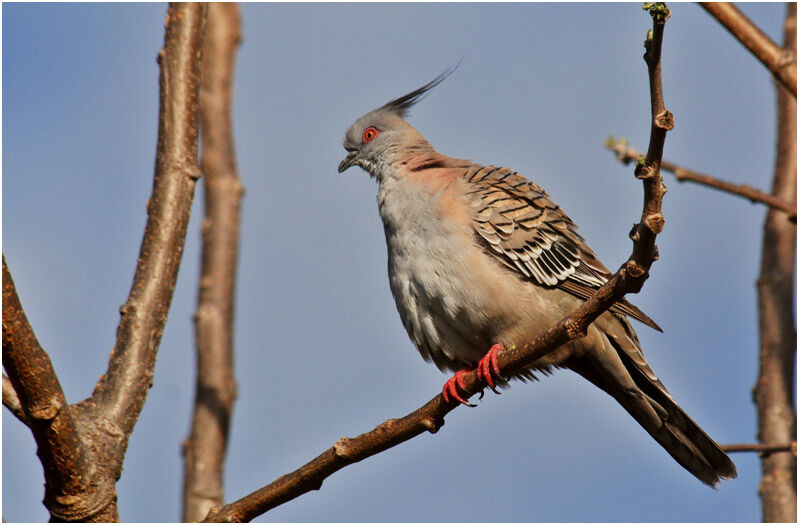 Colombine longupadulte