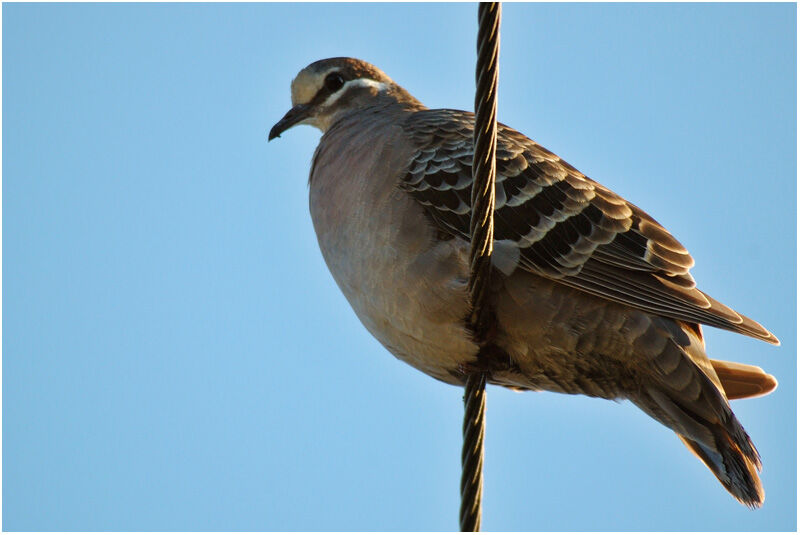 Common Bronzewing male adult