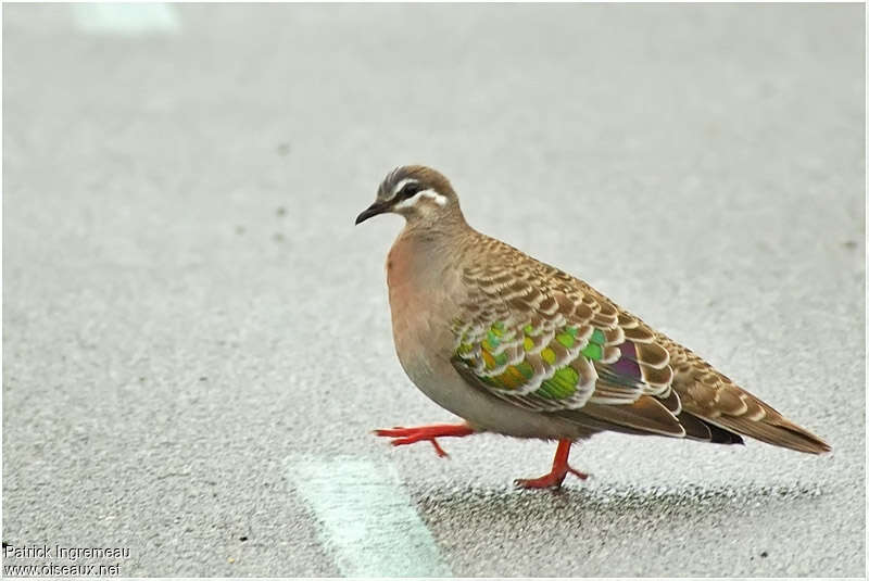 Common Bronzewing female adult, identification