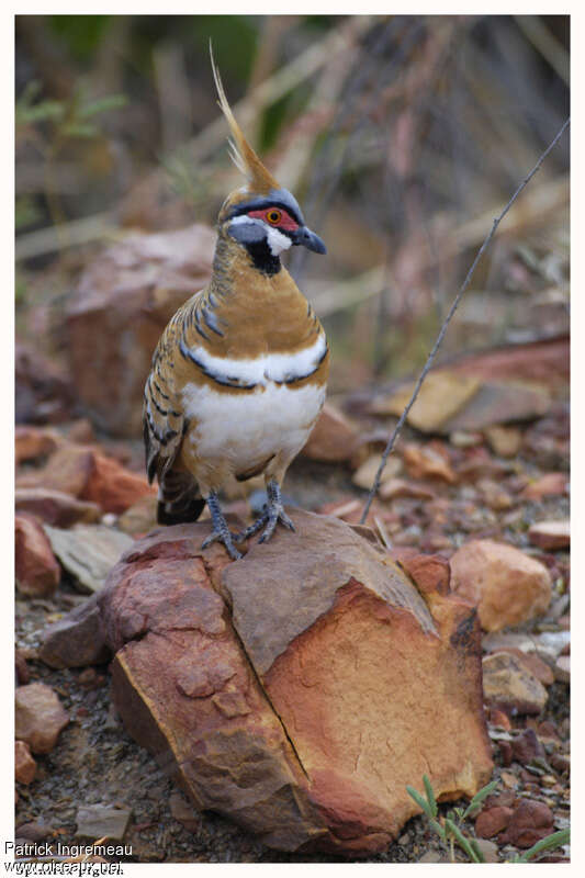 Spinifex Pigeonadult, habitat, Behaviour