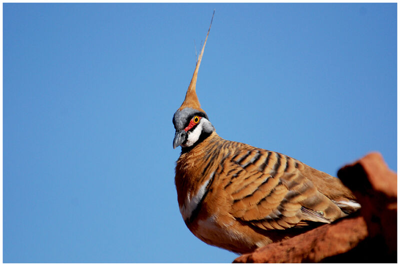 Spinifex Pigeonadult