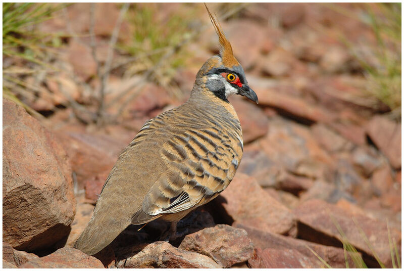 Spinifex Pigeon